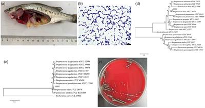 A first report of Streptococcus iniae infection of the spotted sea bass (Lateolabrax maculates)